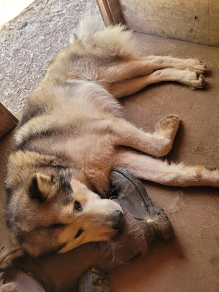 1000016360 - Happy Meadows Alaskan Malamutes