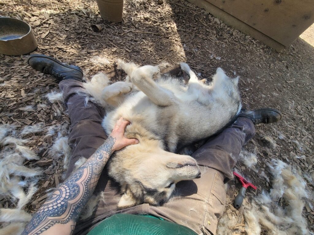 1000016361 - Happy Meadows Alaskan Malamutes