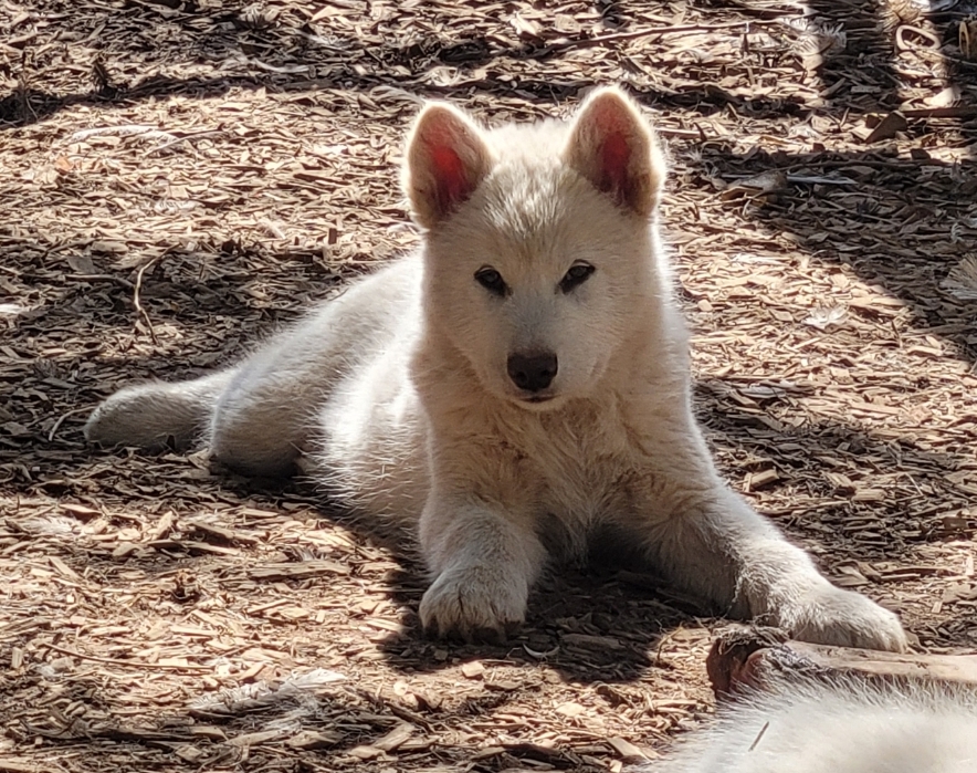 1000016365 - Happy Meadows Alaskan Malamutes