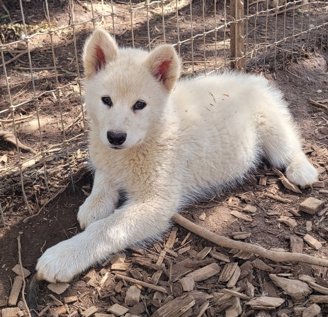 1000016366 - Happy Meadows Alaskan Malamutes