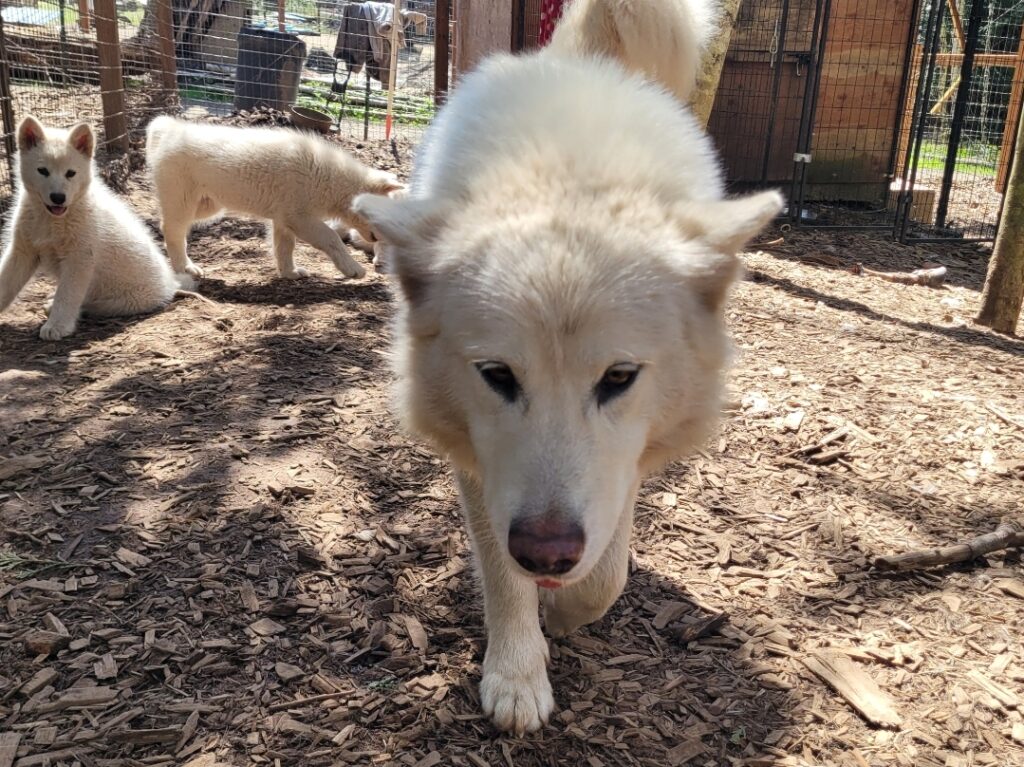 1000016367 - Happy Meadows Alaskan Malamutes