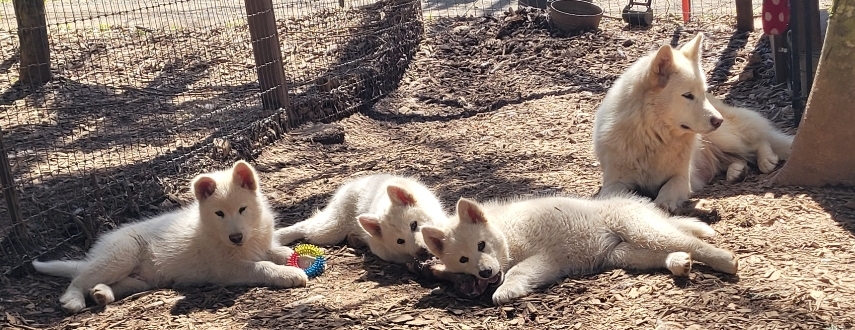 1000016368 - Happy Meadows Alaskan Malamutes