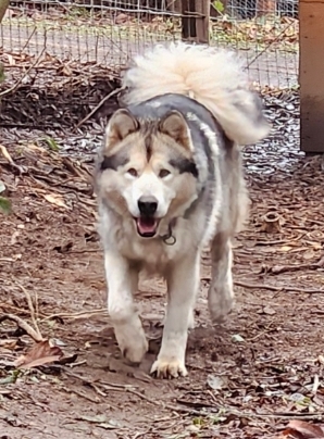 1000016372 - Happy Meadows Alaskan Malamutes