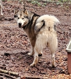 1000016373 - Happy Meadows Alaskan Malamutes