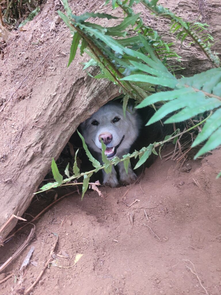 1000018092 - Happy Meadows Alaskan Malamutes