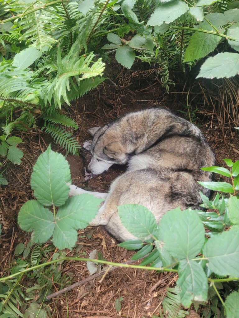 1000018101 - Happy Meadows Alaskan Malamutes