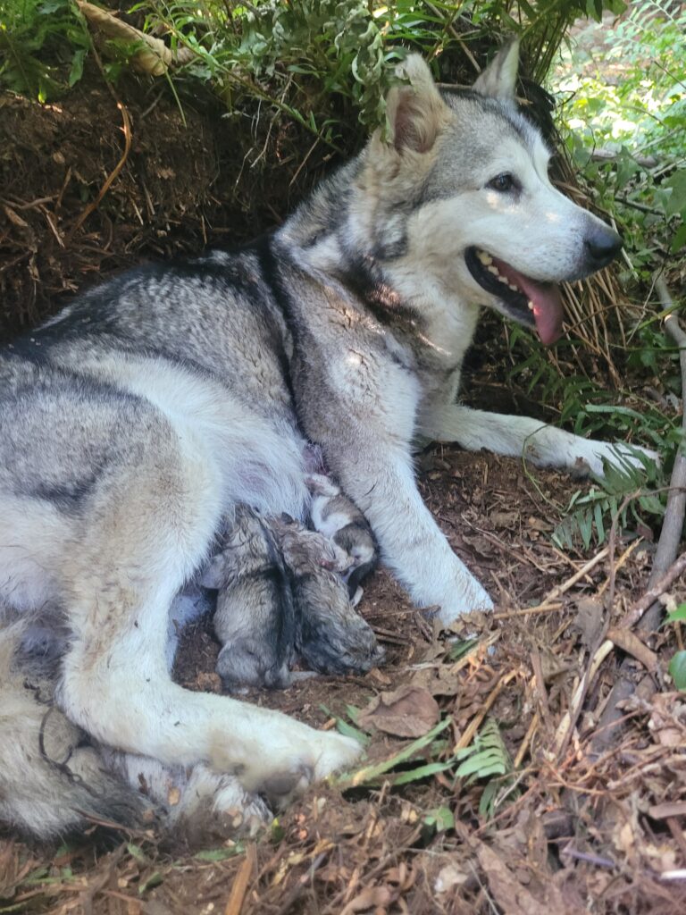 1000018116 - Happy Meadows Alaskan Malamutes