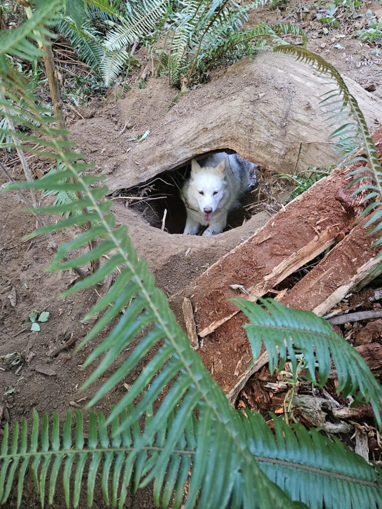 1000018121 - Happy Meadows Alaskan Malamutes