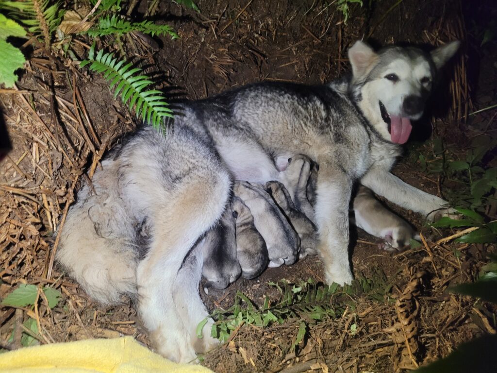 1000018211 - Happy Meadows Alaskan Malamutes