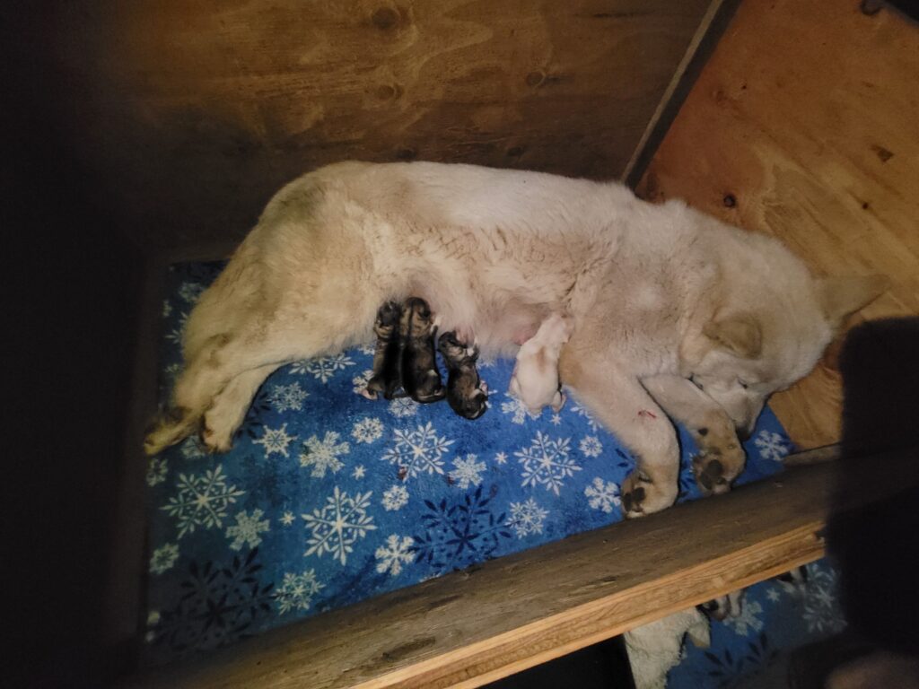 1000018294 - Happy Meadows Alaskan Malamutes