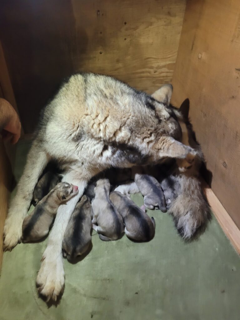 1000018298 - Happy Meadows Alaskan Malamutes