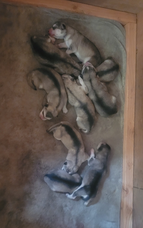 1000018316 - Happy Meadows Alaskan Malamutes