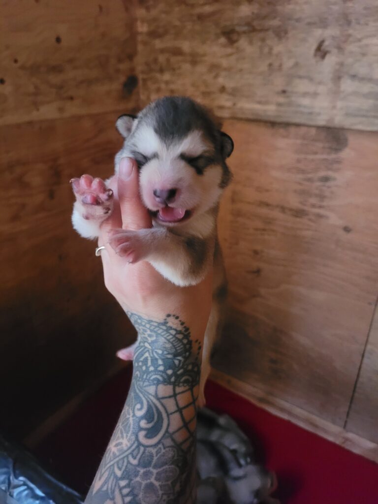 1000018358 - Happy Meadows Alaskan Malamutes