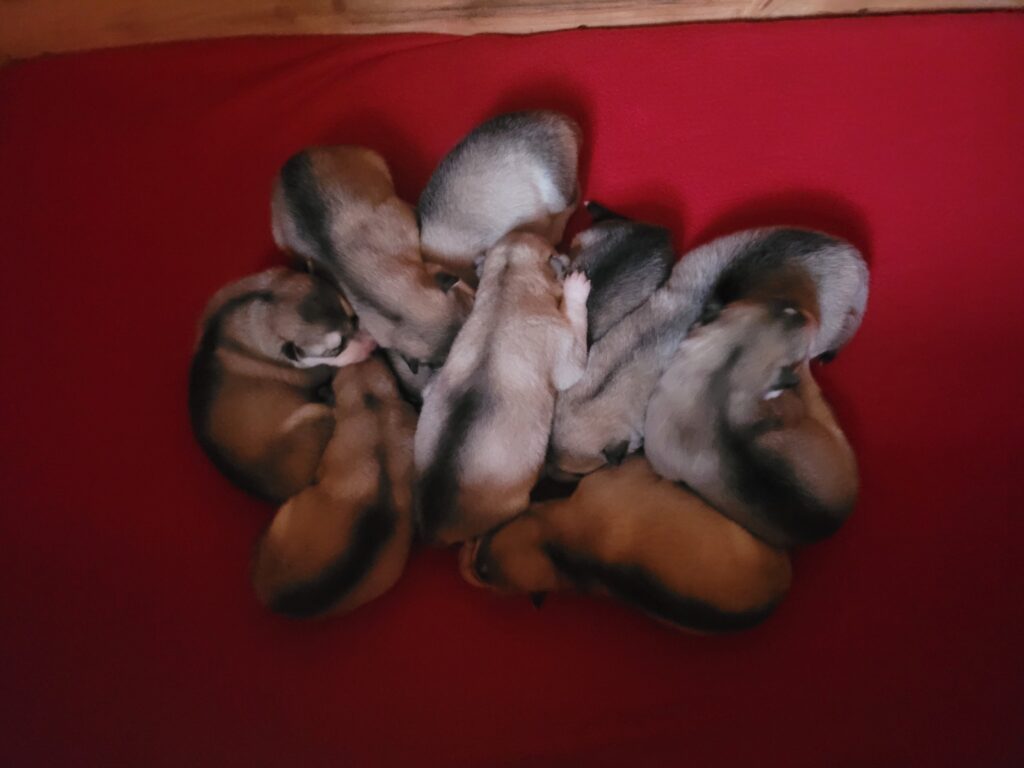 1000018363 - Happy Meadows Alaskan Malamutes