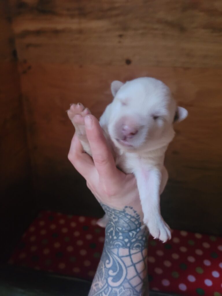 1000018365 - Happy Meadows Alaskan Malamutes