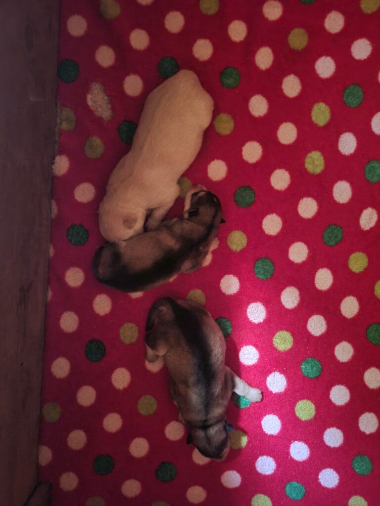 1000018368 - Happy Meadows Alaskan Malamutes