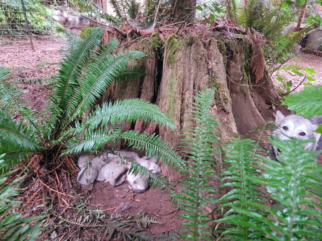 1000018441 - Happy Meadows Alaskan Malamutes