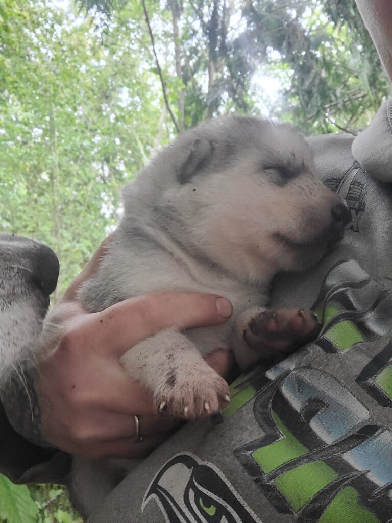 1000018445 - Happy Meadows Alaskan Malamutes