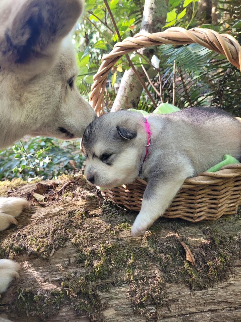 1000018558 - Happy Meadows Alaskan Malamutes