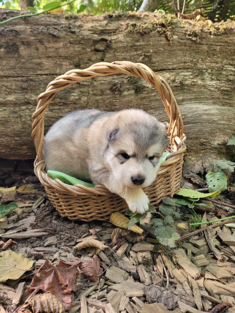 1000018569 - Happy Meadows Alaskan Malamutes