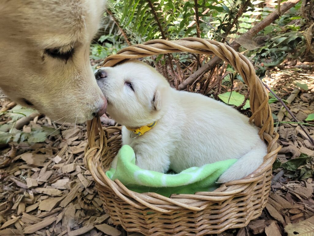 1000018576 - Happy Meadows Alaskan Malamutes