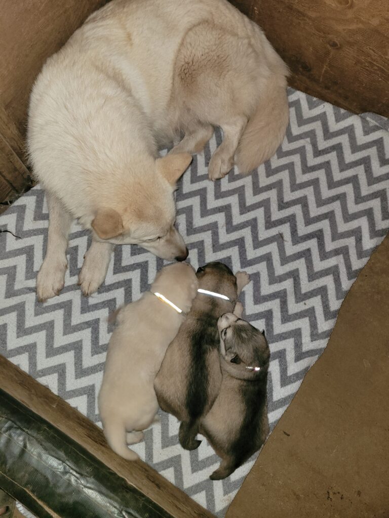 1000018585 - Happy Meadows Alaskan Malamutes