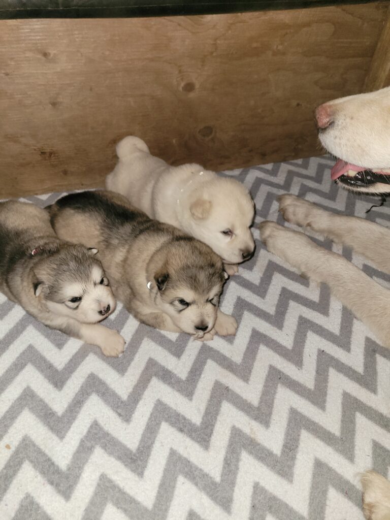 1000018586 - Happy Meadows Alaskan Malamutes 3 Weeks old