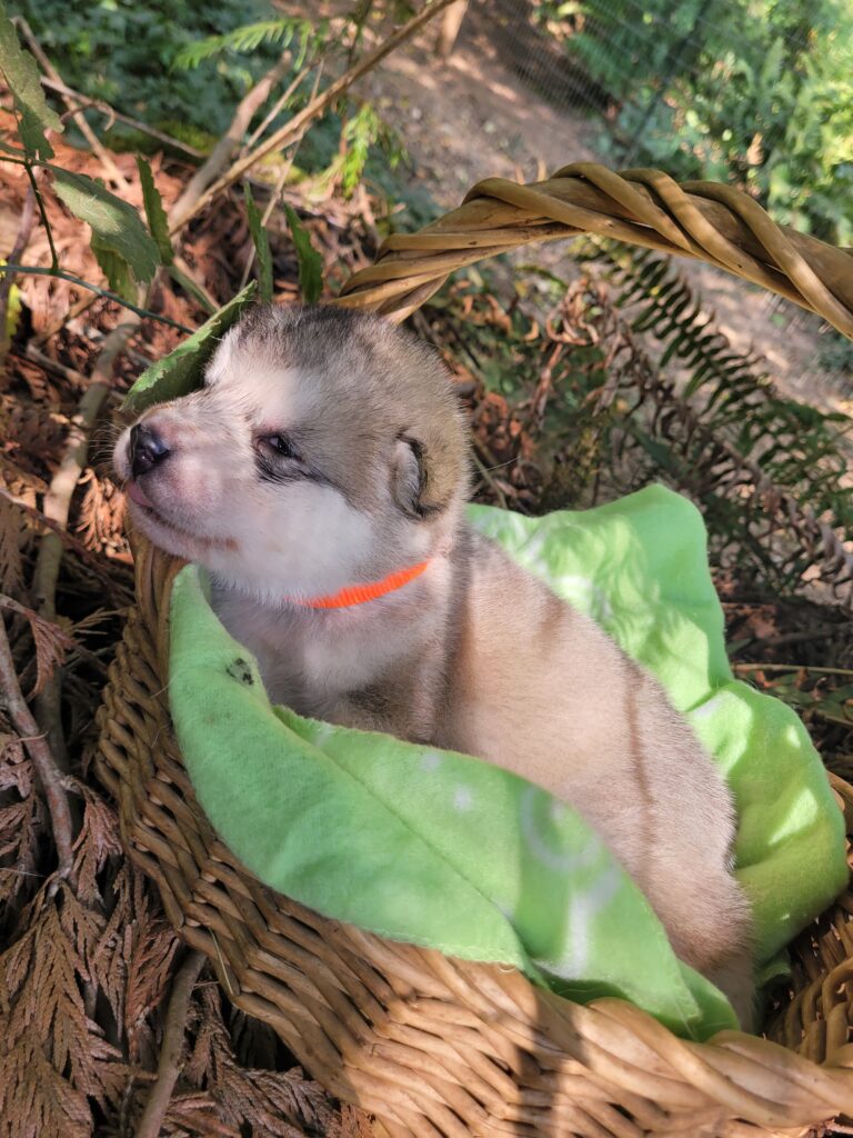 1000018592 - Happy Meadows Alaskan Malamutes
