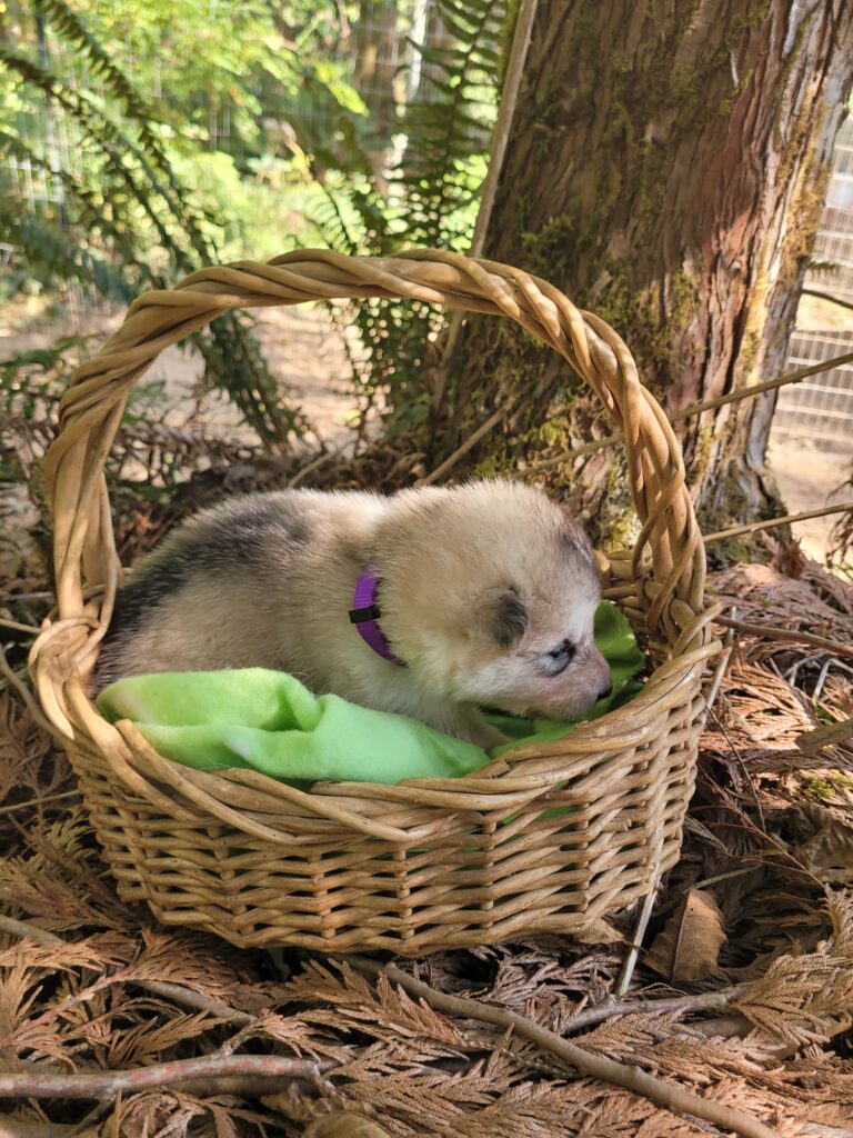 1000018599 - Happy Meadows Alaskan Malamutes