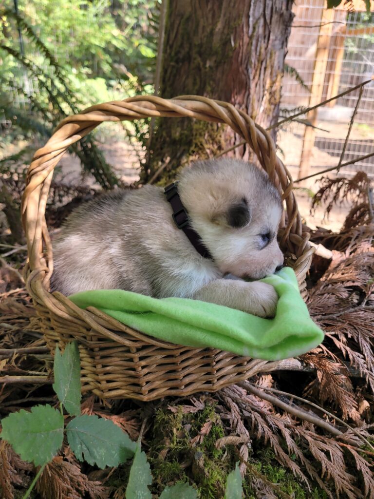 1000018602 - Happy Meadows Alaskan Malamutes