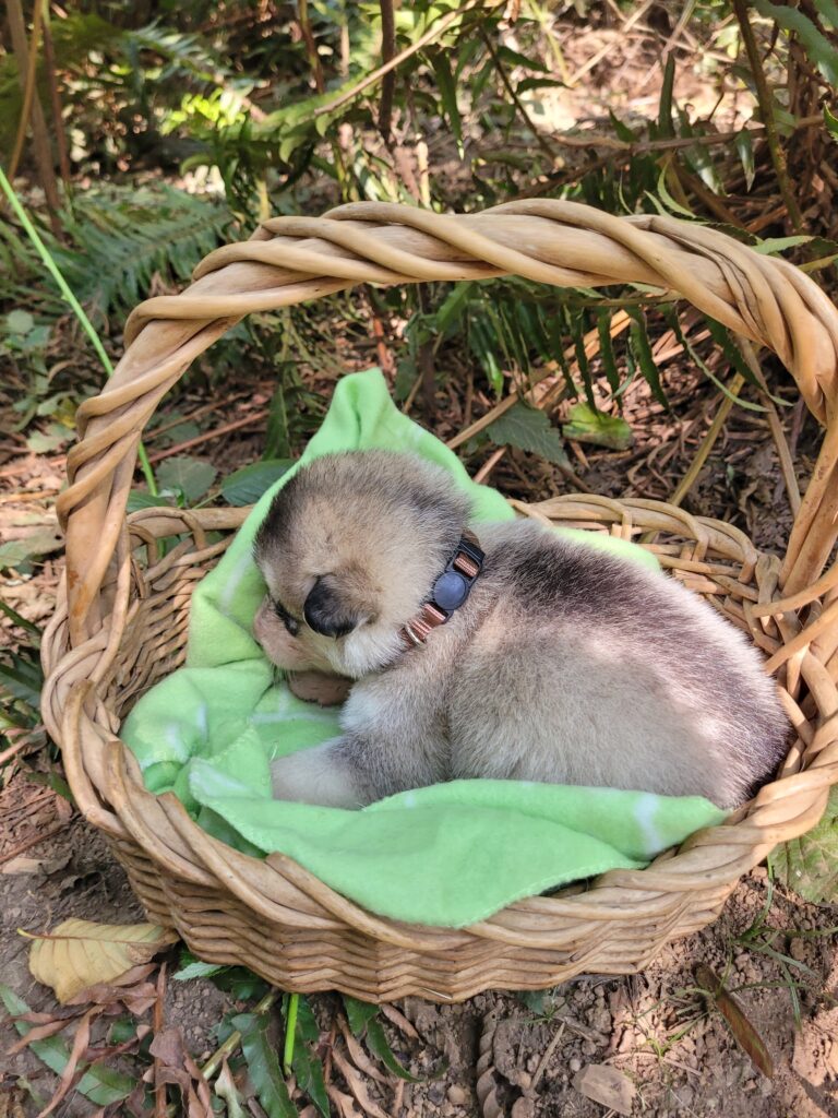 1000018609 - Happy Meadows Alaskan Malamutes