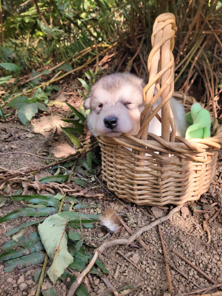 1000018616 - Happy Meadows Alaskan Malamutes