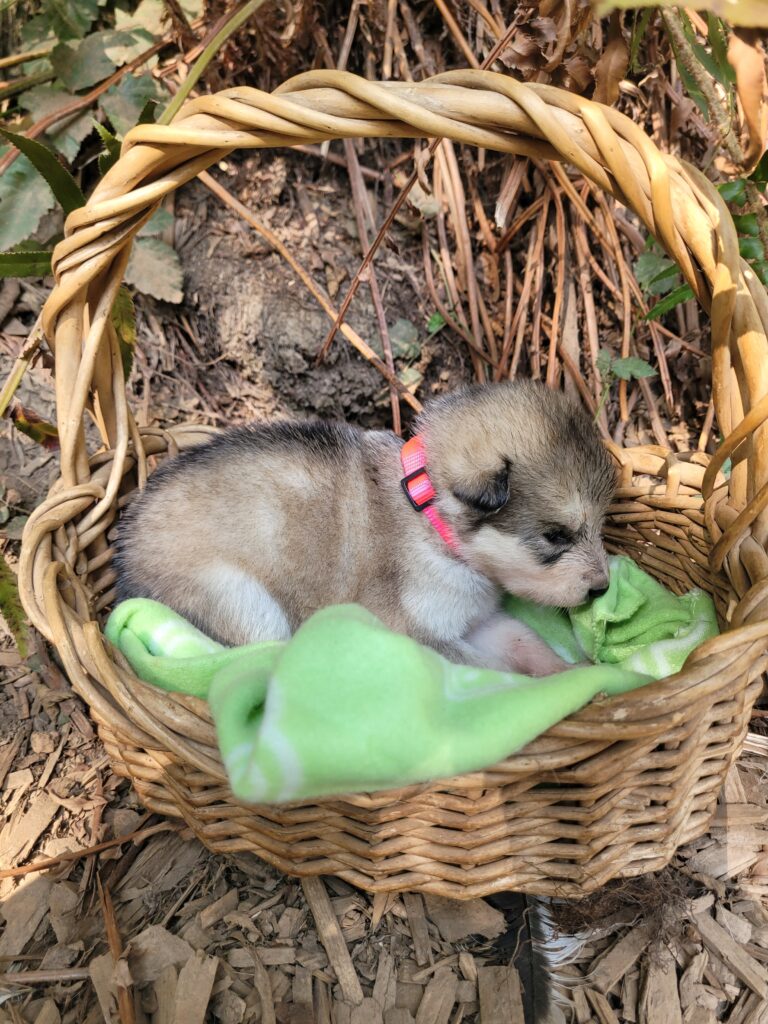1000018618 - Happy Meadows Alaskan Malamutes