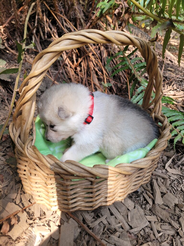1000018624 - Happy Meadows Alaskan Malamutes