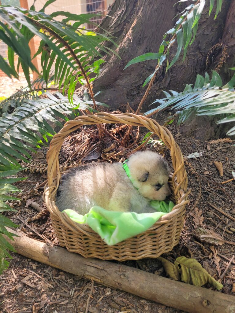 1000018629 - Happy Meadows Alaskan Malamutes