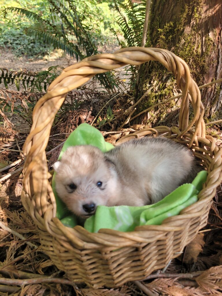 1000018637 - Happy Meadows Alaskan Malamutes