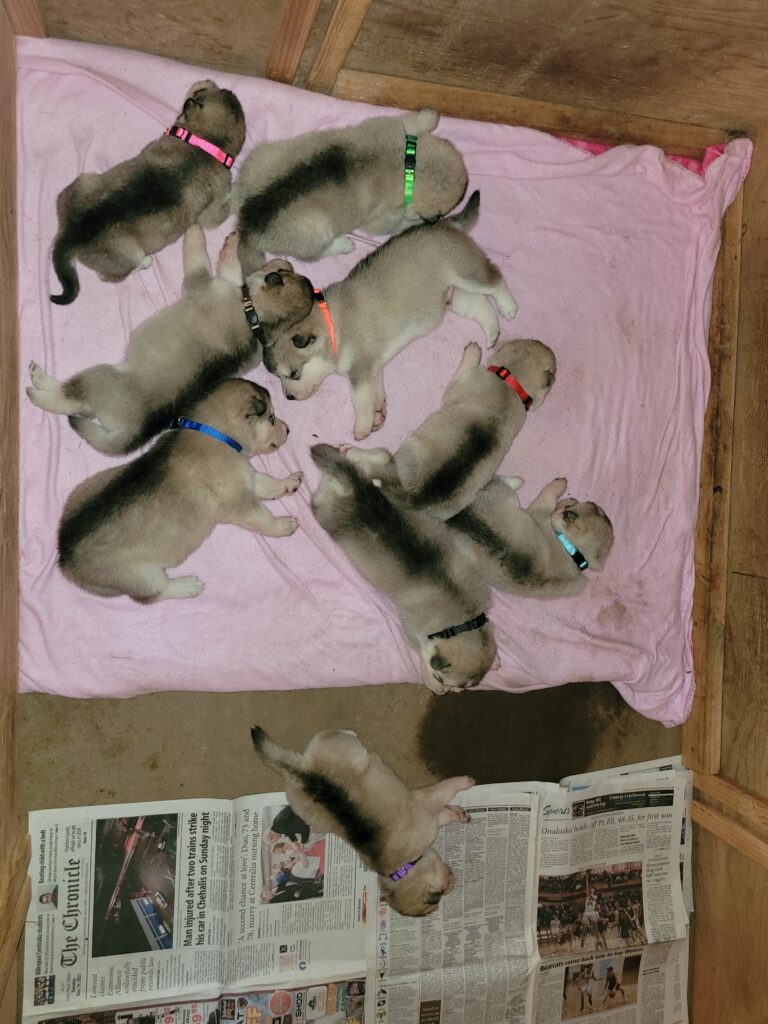 1000018639 - Happy Meadows Alaskan Malamutes