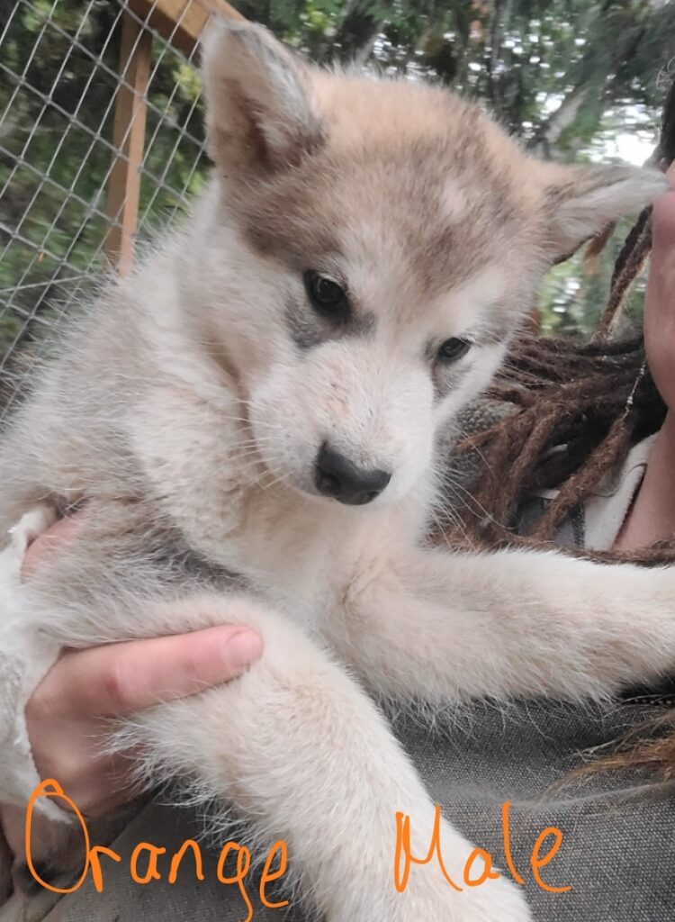 1000019220 - Happy Meadows Alaskan Malamutes