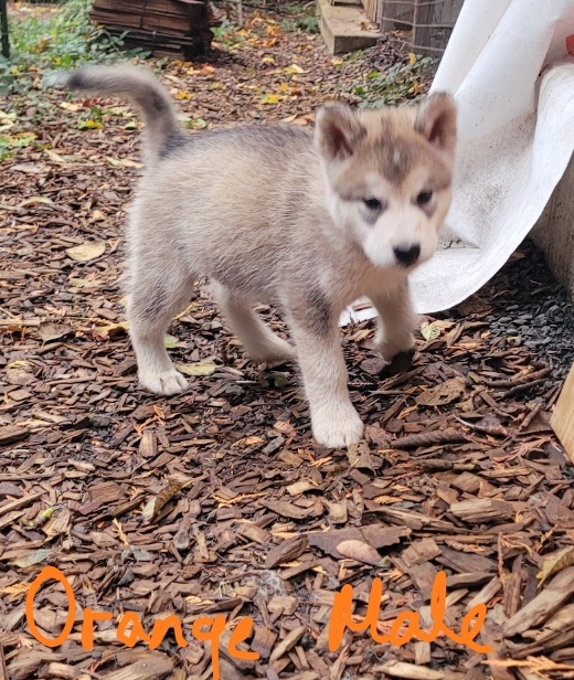 1000019221 1 - Happy Meadows Alaskan Malamutes