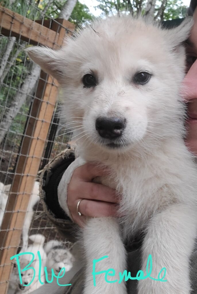 1000019222 - Happy Meadows Alaskan Malamutes