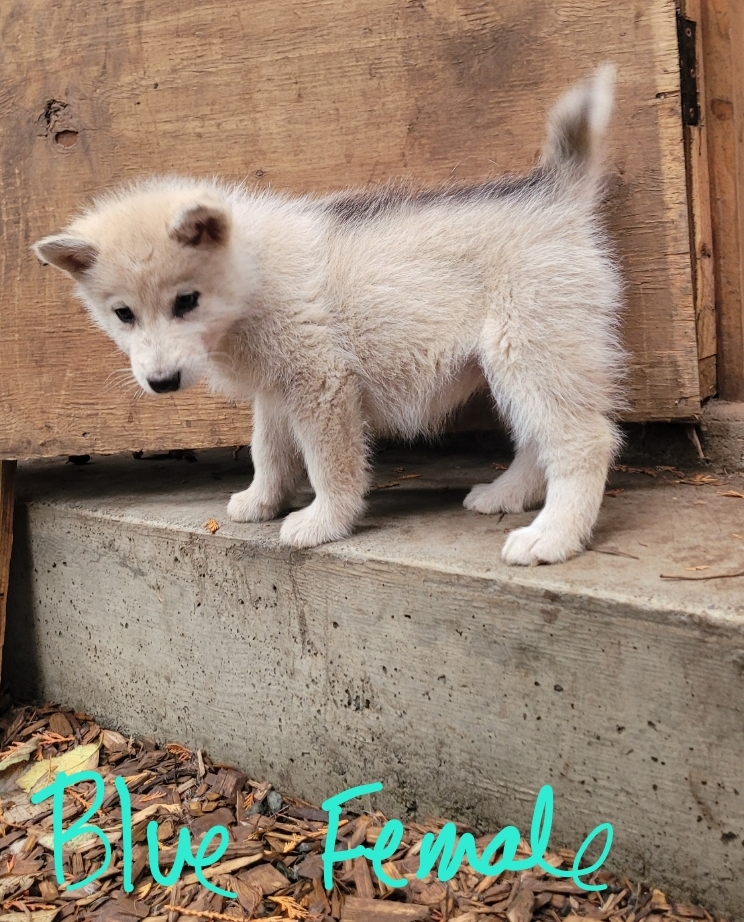 1000019223 - Happy Meadows Alaskan Malamutes