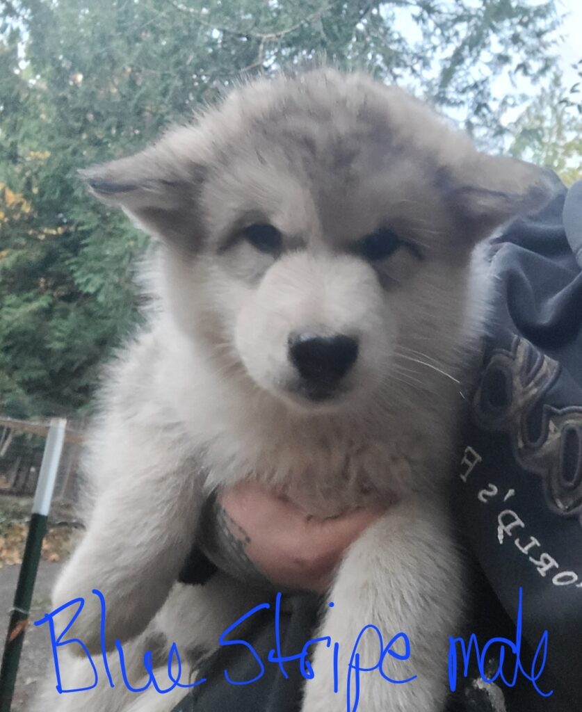 1000019378 - Happy Meadows Alaskan Malamutes