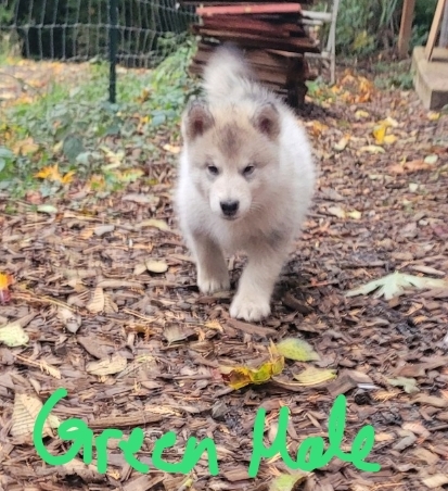 Screenshot_20251020_180001_Photos - Happy Meadows Alaskan Malamutes