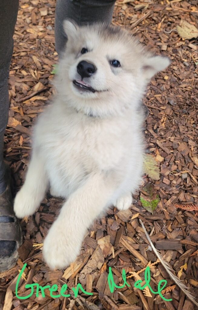Screenshot_20251020_180036_Photos - Happy Meadows Alaskan Malamutes