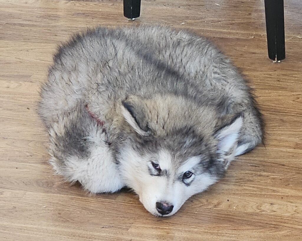 0125b081-bb50-4e31-8077-b94a446073db~1_311837728989113 - Happy Meadows Alaskan Malamutes