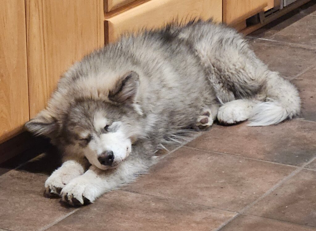 1429596f-488b-4466-a2f6-1e43d1dea1e7~1_311660621079024 - Happy Meadows Alaskan Malamutes