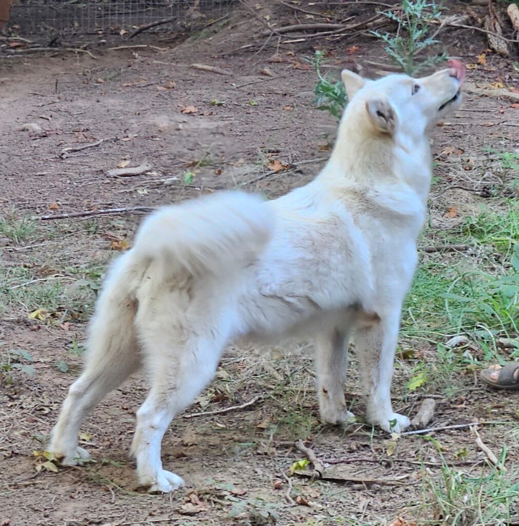 1cacc78d-0159-441e-afa0-3d0cfe65aa85~1_312199805000902 - Happy Meadows Alaskan Malamutes