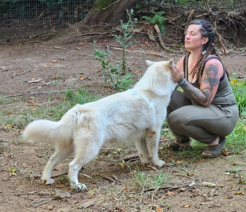 2a7f0afc-3ba3-4f8e-bf92-27c6ec27102a~1_312179122248462 - Happy Meadows Alaskan Malamutes