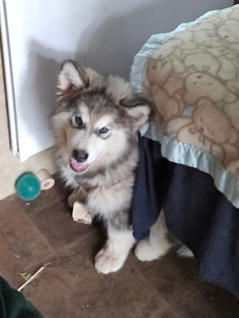 2b3fcc77-413c-4431-b7ba-783e3277f7c4~1_311713750807702 - Happy Meadows Alaskan Malamutes