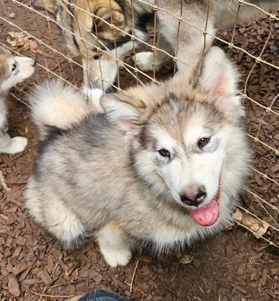 699f9f41-89a4-47d5-9a67-39df8fb2e676~1_311634736253149 - Happy Meadows Alaskan Malamutes